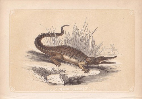 1851 crocodile print - crocodile, antique