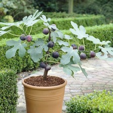 Ficus Little Miss Figgy Dwarf Outdoor Garden Ready Fig Fruit Patio Plant in Pot