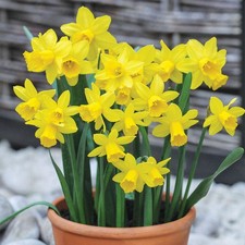 Narcissus tete - tete,