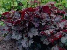 Heuchera villosa 'Palace