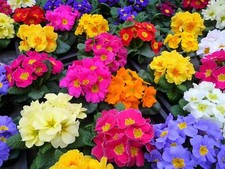 50 MIXED ENGLISH PRIMROSE