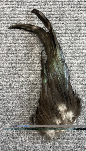 Juvenal rooster tail clump - tail,