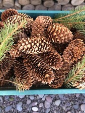 24 Long Natural Pine Cones for