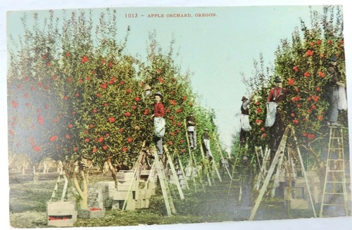 Apple orchard oregon picking - orchard,
