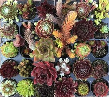 30 Sempervivums Houseleeks & Sedum Alpines in a Plug Tray for outside or inside