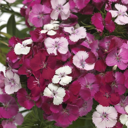 Dianthus pink magician - dianthus,