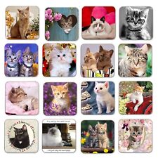 Cat Coasters - Kitten