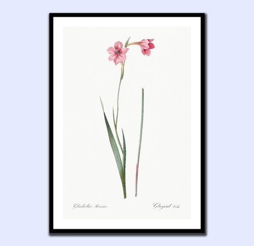 Pierre joseph redouté - pierre-joseph,