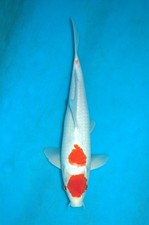 15" Tancho Kohaku Koi Carp A*