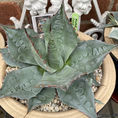 Agave parrasana cabbage head - parrasana,