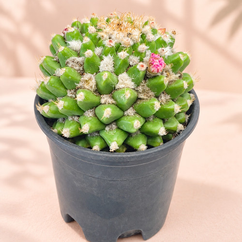 Mammillaria polythele nuda - polythele, 'nuda'