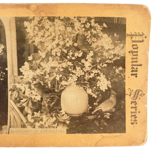 Spring flowers still life - spring,