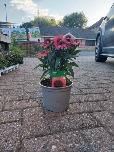 Echinacea deep rose - echinacea,
