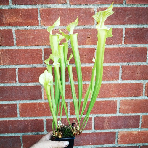 Sarracenia moorei adrian - moorei,,