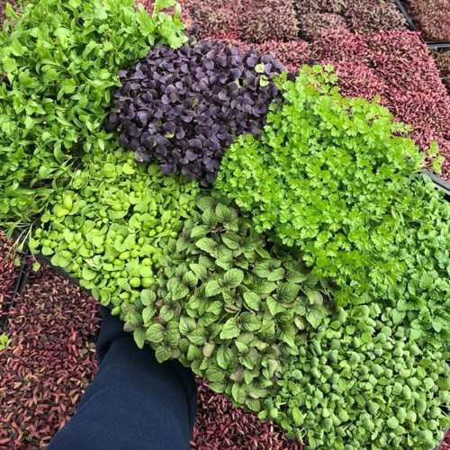 Vegetables salad herb - herb,