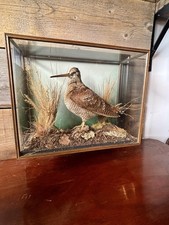 Beautiful Taxidermy Woodcock