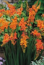 60 X Crocosmia Bulbs. Montbretia Orange Pekoe Herbaceous Perennial Garden Plant