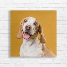 Joyful Beagle Pet Photography