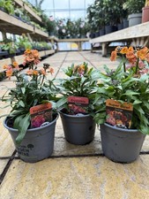 3 x Mix Erysimum – 1L Pots