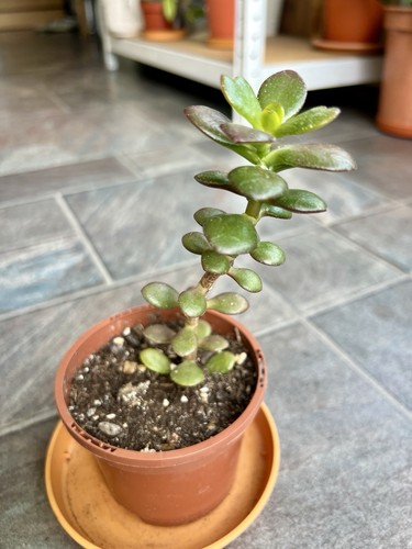Crassula ovata minima - crassula,