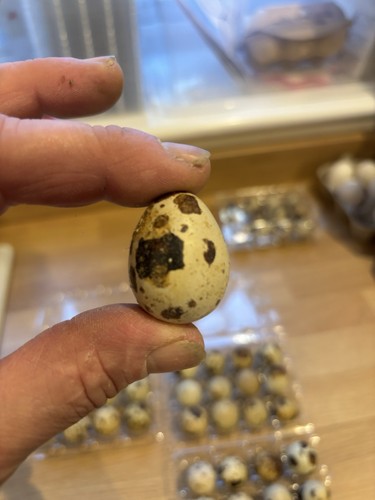 Quail fresh eating eggs - quail,