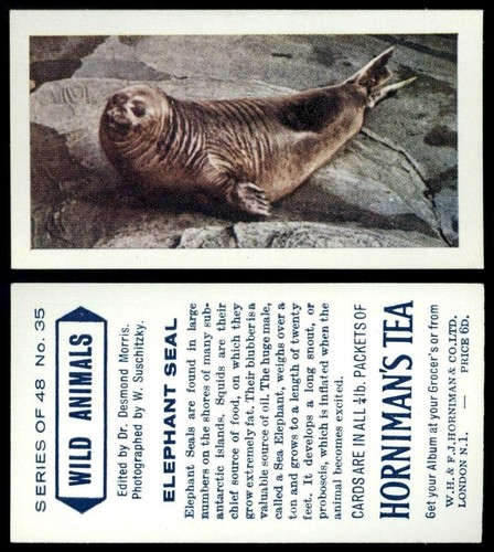Elephant seal wild animals - elephant,
