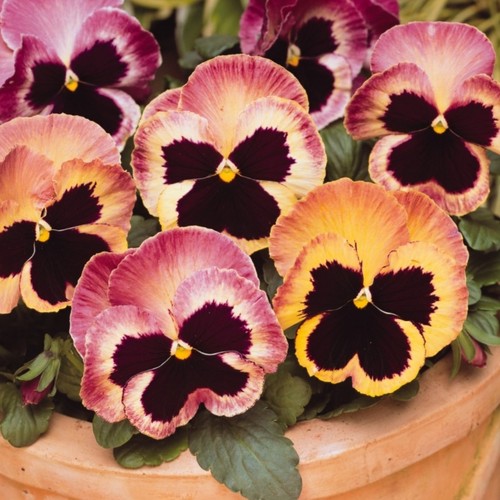 Pansy mini plug - , plants
