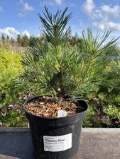 Scots Pine 'Chantry Blue' - Compact Blue-Green Conifer Tree Pinus sylvestris 2L