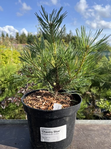 Scots pine chantry blue - pine, 'chantry