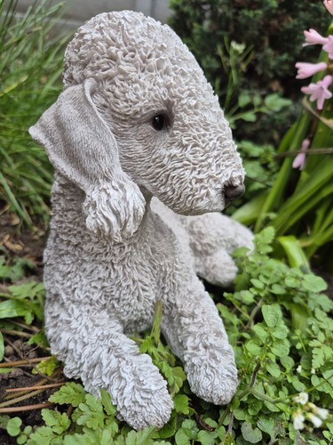 Blue bedlington terrier dog - bedlington,