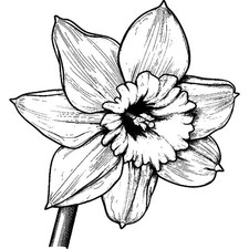 Welsh daffodil unmounted - 'welsh,