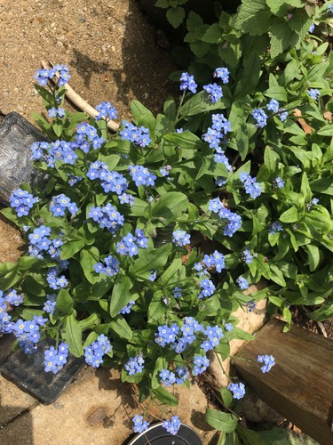 Forget nots blue perennial - me,