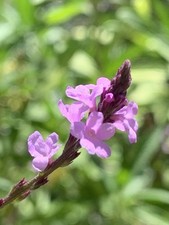 Verbena officinalis 'Bampton'