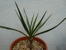 Yucca red edge shown - in, 16cm