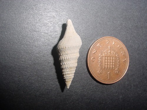 Rare large bartonian eocene - rare,