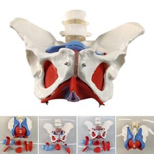 Female Pelvic Model with