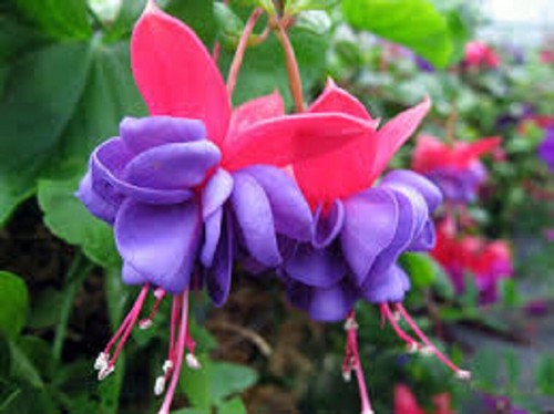 Fuchsia double plug - ,