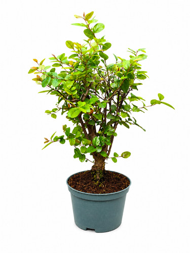 Chinese bonsai sweet plum tree - bonsai,