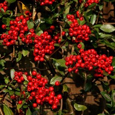 Pyracantha Red Column Red Firethorn Evergreen Shrub Outdoor Garden Plant in Pot