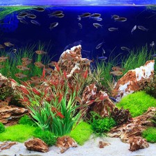 2 Pcs Fish Tank Landscape