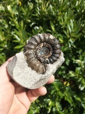 LARGE ANDROGYNOCERAS MACULATUM AMMONITE WHITBY YORKSHIRE UK DINOSAUR FOSSIL