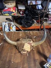 Taxidermy vintage American Cow