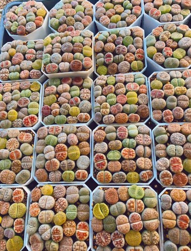 20pot rare mix kinds - mix, of