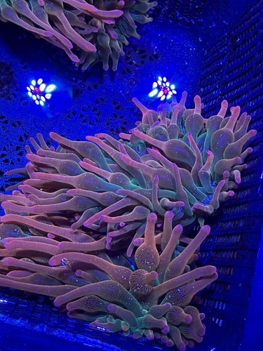 Live bubble tip anemone - bubble,