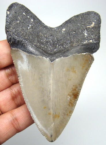 Megalodon shark tooth real - megalodon,