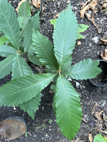 Sweet chestnut sapling - sweet, tree