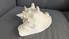 Very large queen conch shell 10" Long 