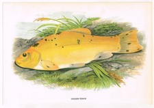 Golden Tench Fish Print