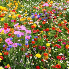 5Kg WILD FLOWER MEADOW SEEDS