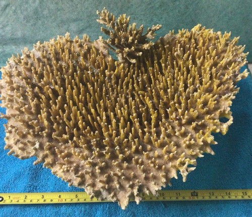 Artificial resin coral - resin,